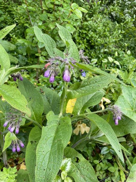 Gewone smeerwortel (Symphytum officinale)